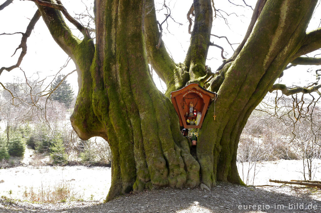 Uralte Buche mit Bildstock im Holzwarchetal