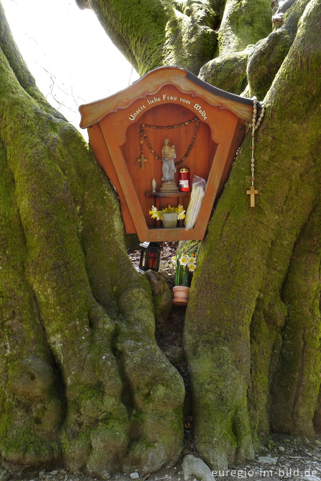 Detailansicht von Uralte Buche mit Bildstock im Holzwarchetal