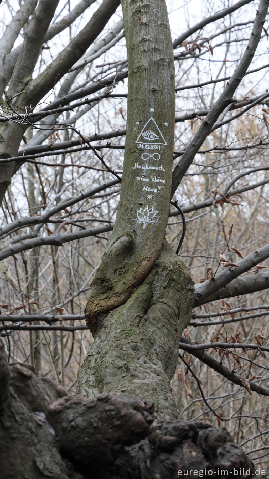 Detailansicht von Uralte Hainbuchen auf dem Aachener Landgraben