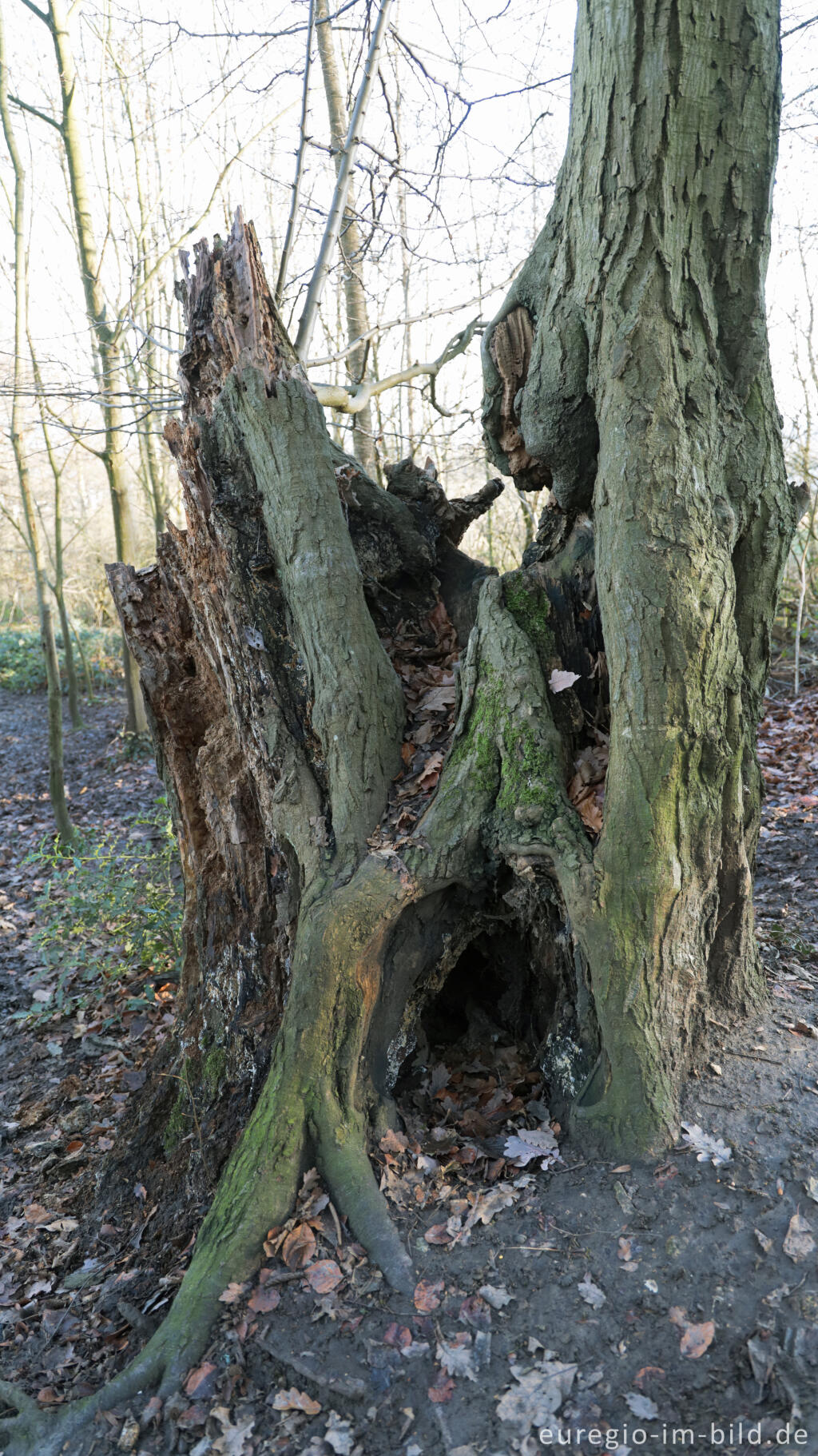 Detailansicht von Uralte Hainbuchen auf dem Inneren Landgraben bei Aachen