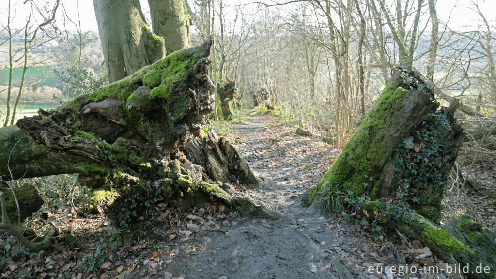 Detailansicht von Uralte Hainbuchen auf dem Inneren Landgraben bei Aachen