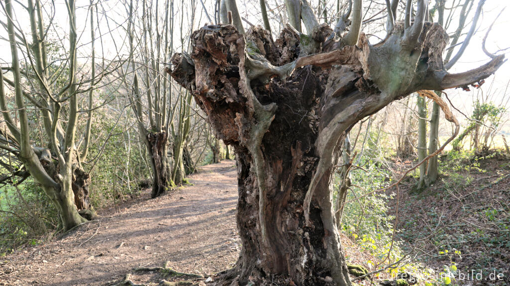 Detailansicht von Uralte Hainbuchen auf dem Inneren Landgraben bei Aachen