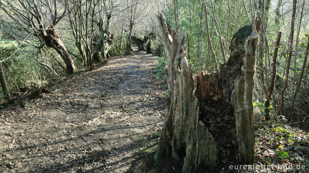 Detailansicht von Uralte Hainbuchen auf dem Inneren Landgraben bei Aachen