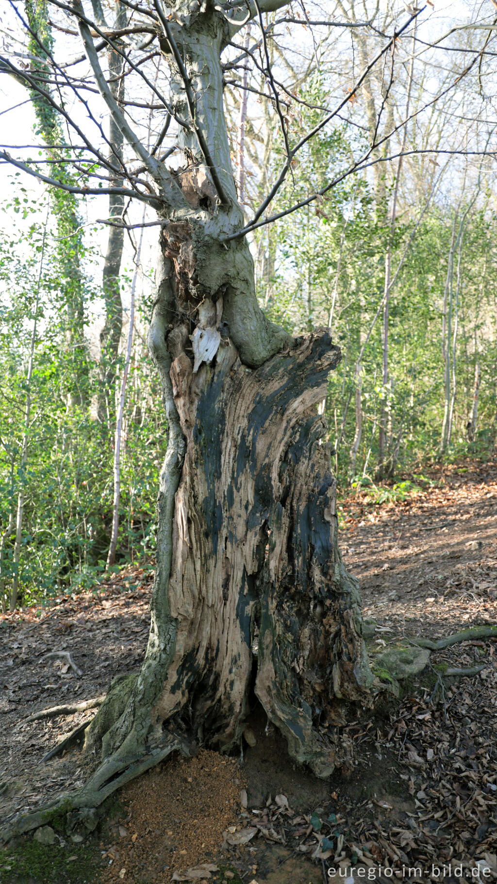 Detailansicht von Uralte Hainbuchen auf dem Inneren Landgraben bei Aachen