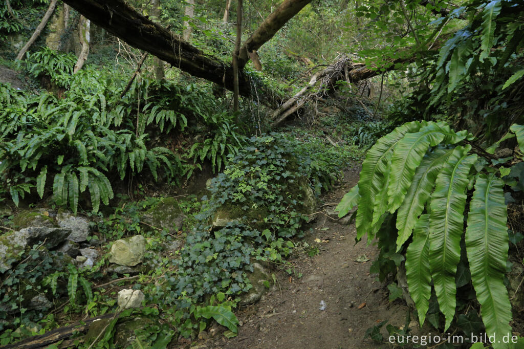 "Urwald" auf dem Plateau von Caestert, südwestlich von Maastricht