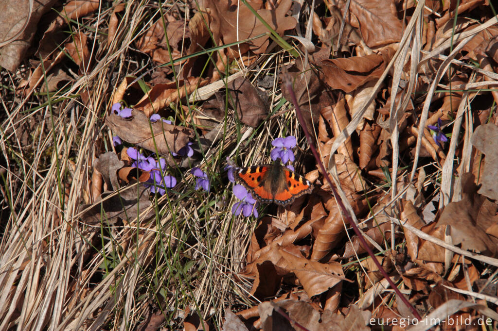 Detailansicht von Veilchen und Brauner Fuchs