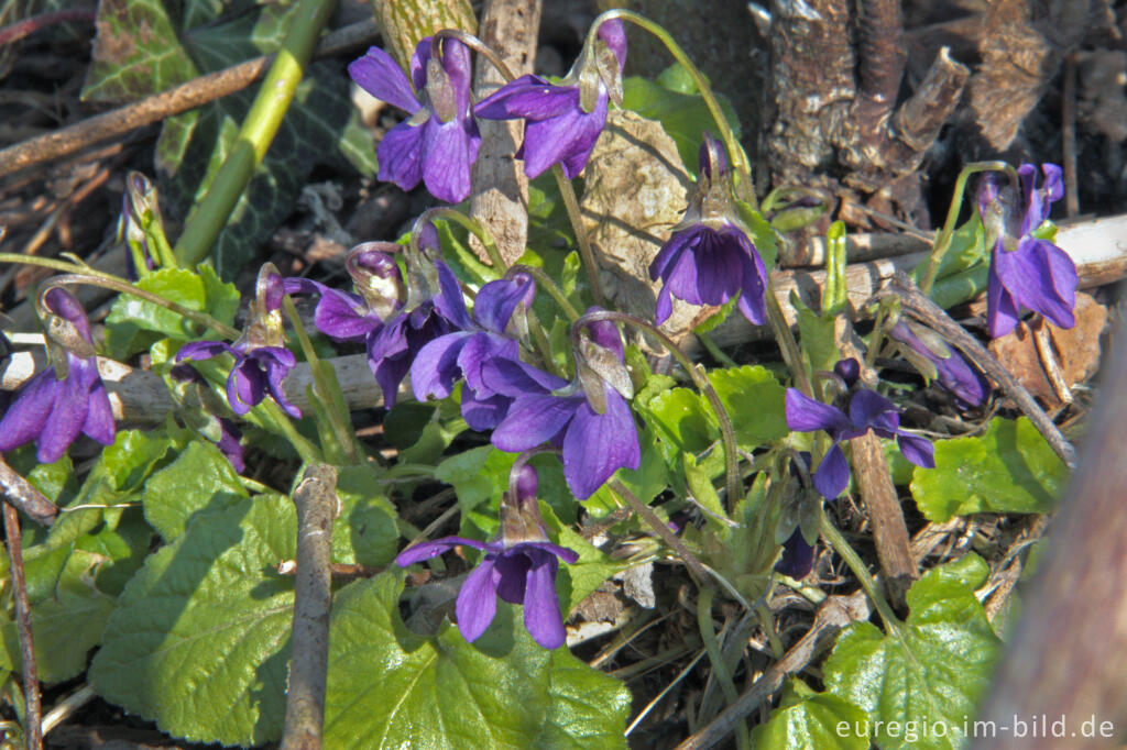 Detailansicht von Veilchen, Viola, auf dem Schneeberg