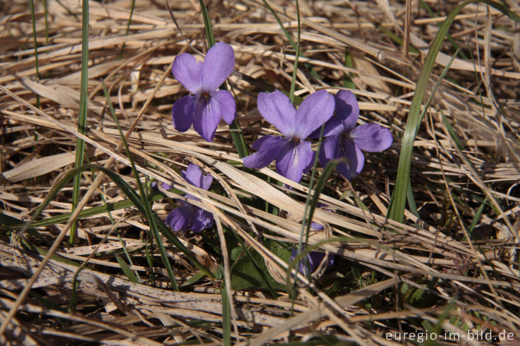 Detailansicht von Veilchen, Viola