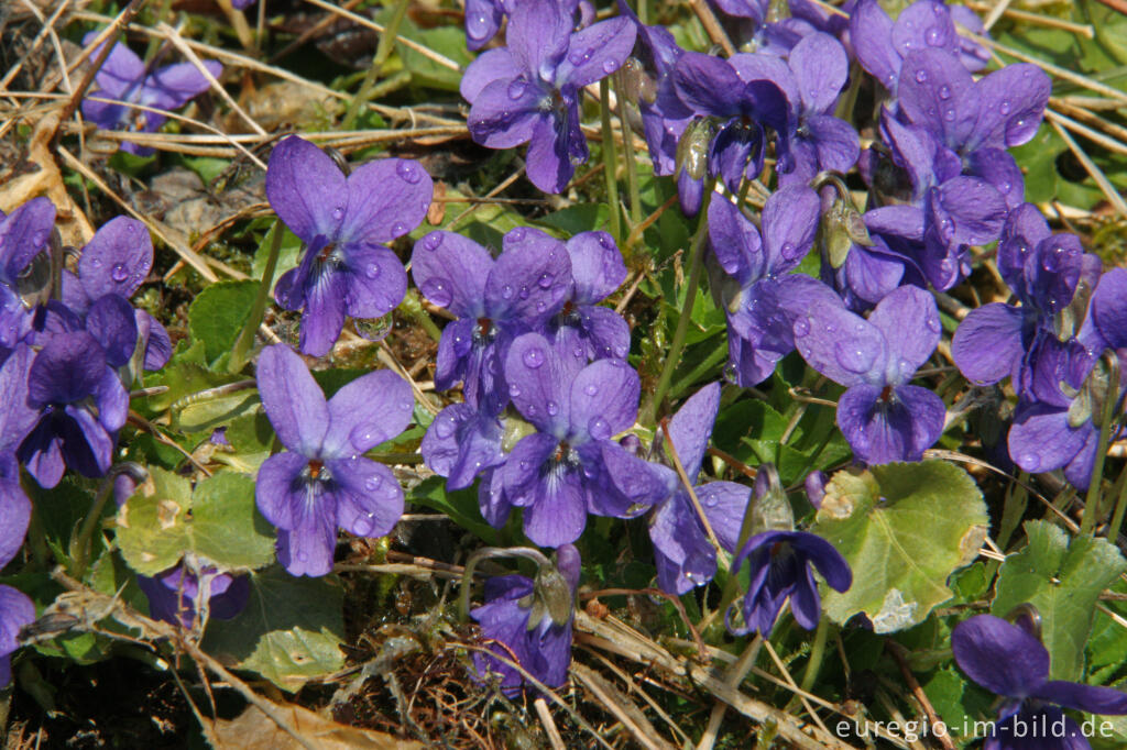 Detailansicht von Veilchen, Viola,mit Regentropfen