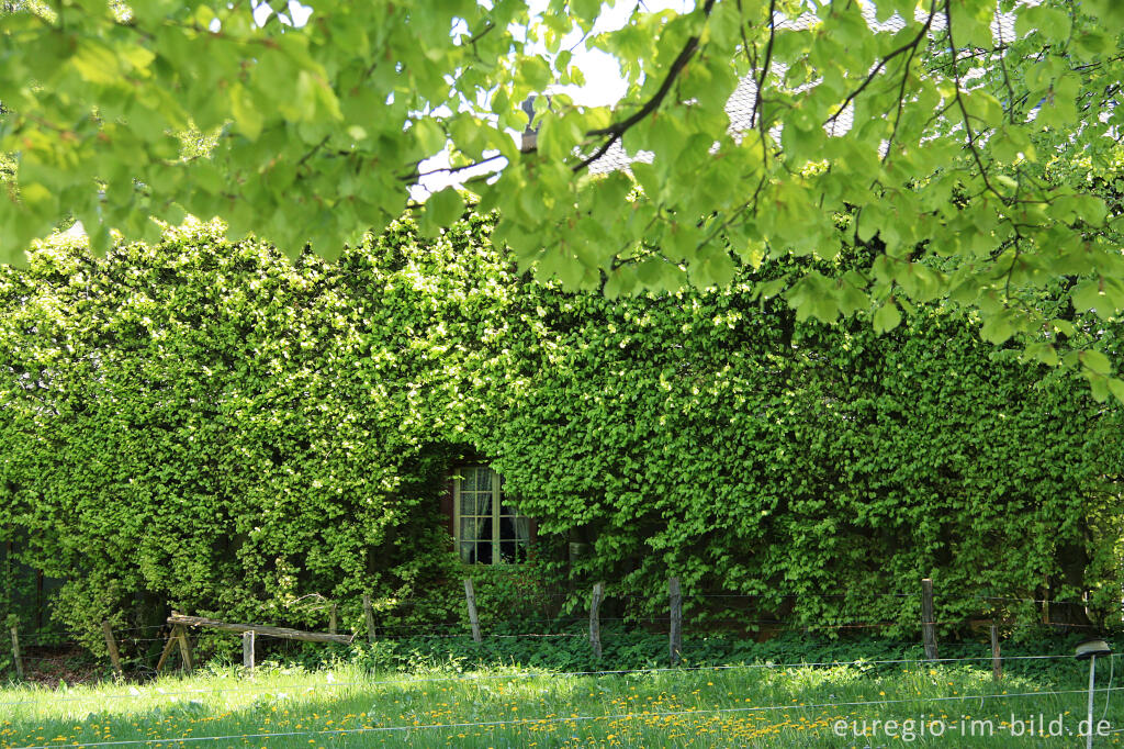 Detailansicht von Venn-Bauernhaus mit Buchenhecke, Höfen