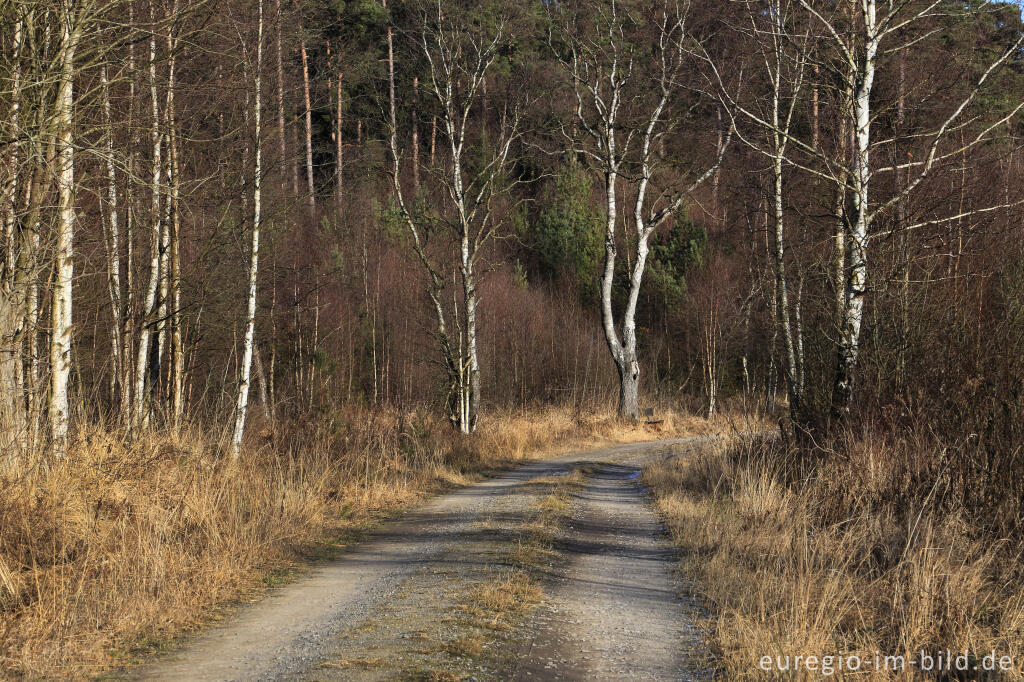 Detailansicht von Venngebiet im Gerhardsbruch, "Dorfrundgang Lammersdorf"