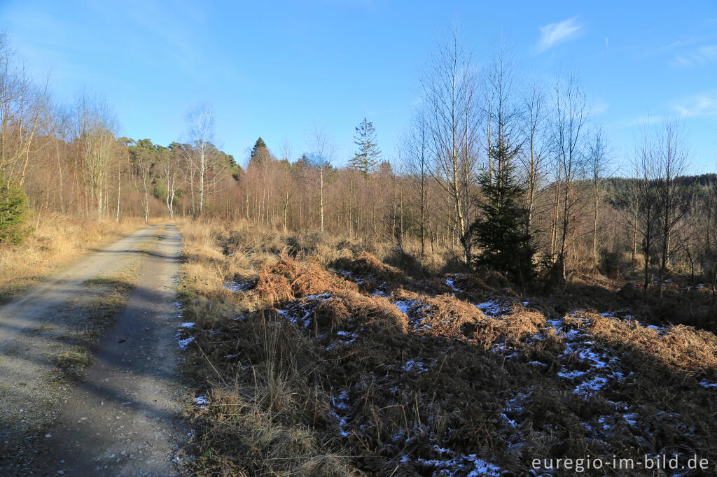 Venngebiet im Gerhardsbruch, "Dorfrundgang Lammersdorf"