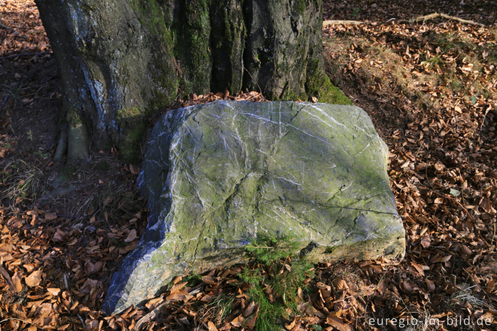 Detailansicht von Venngebiet im Gerhardsbruch, "Dorfrundgang Lammersdorf"