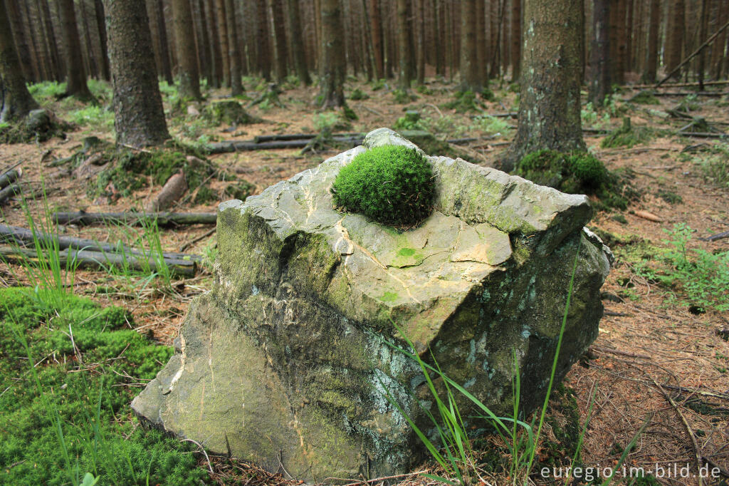 Vennwacken beim Venngebiet Fraineu in der Nähe von Xhoffraix, Belgien 