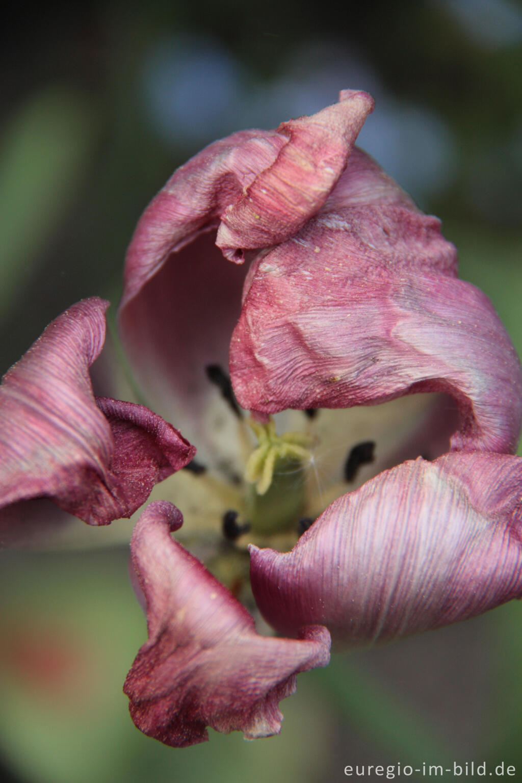 Detailansicht von Verblühte Tulpe