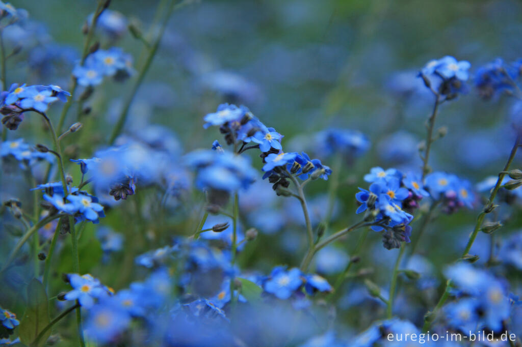 Detailansicht von Vergissmeinnicht, Myosotis