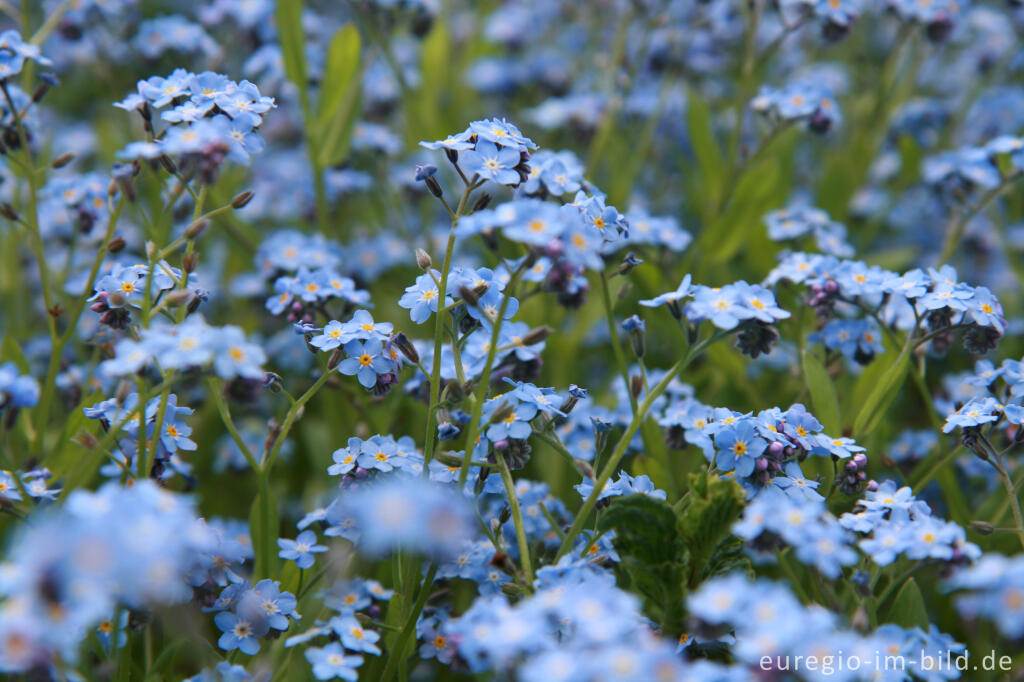 Detailansicht von Vergissmeinnicht, Myosotis