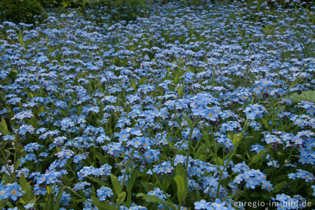 Detailansicht von Vergissmeinnicht, Myosotis