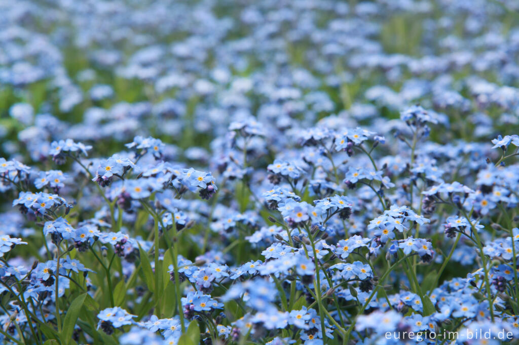 Detailansicht von Vergissmeinnicht, Myosotis