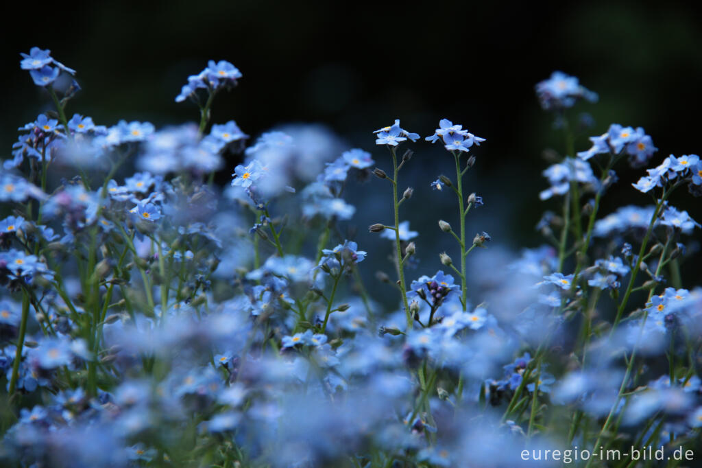 Detailansicht von Vergissmeinnicht, Myosotis