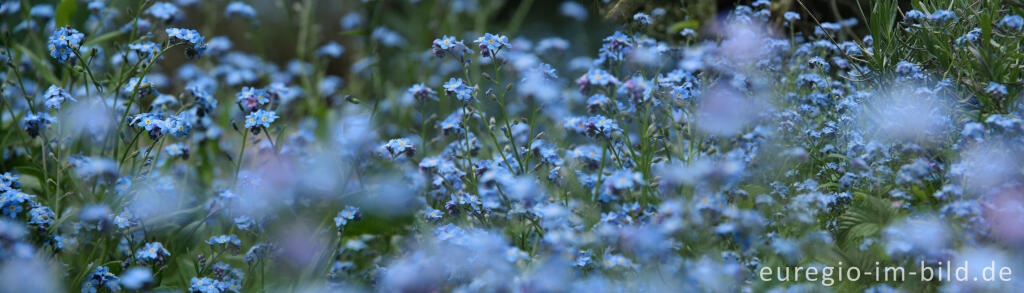 Detailansicht von Vergissmeinnicht, Myosotis