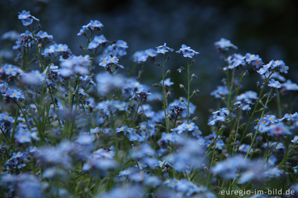 Detailansicht von Vergissmeinnicht, Myosotis