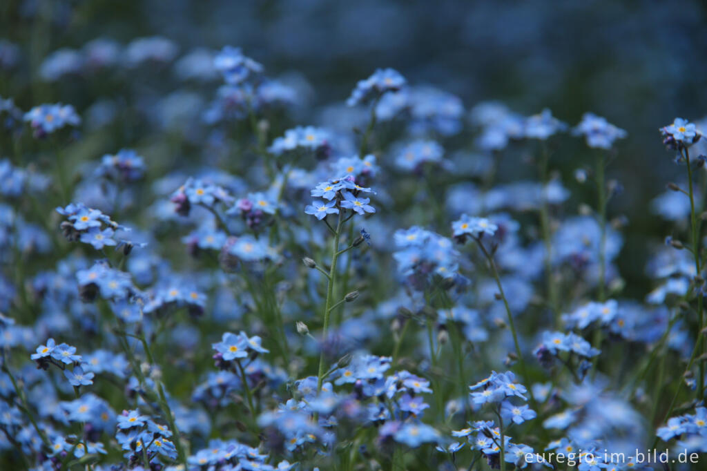 Detailansicht von Vergissmeinnicht, Myosotis