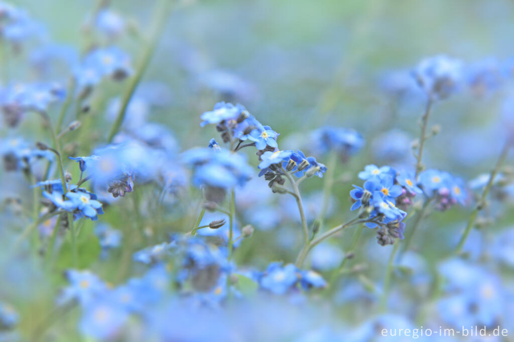 Detailansicht von Vergissmeinnicht, Myosotis, extra helle Tonwerte