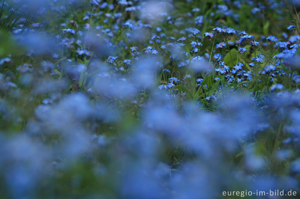 Detailansicht von Vergissmeinnicht, Myosotis