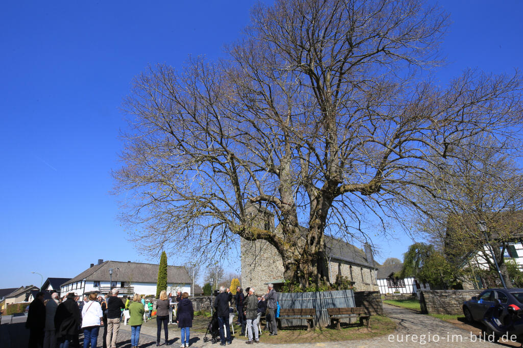 Versammlung vor der 400 Jahre alten Dorflinde in Eicherscheid