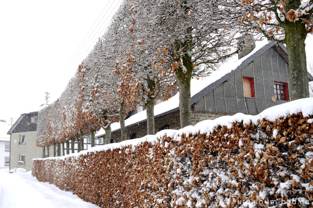 Verschneite Buchenhecke in  Eicherscheid