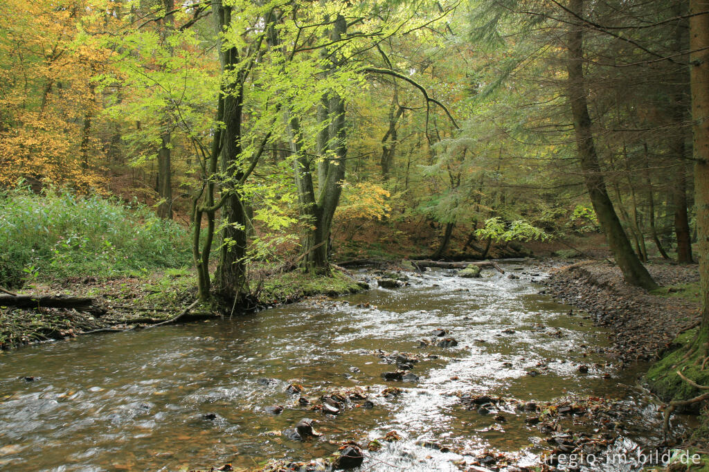 Detailansicht von Vichtbach beim Matthiasweg in der Nähe von Rott (Roetgen)