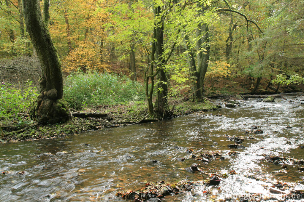 Detailansicht von Vichtbach beim Matthiasweg in der Nähe von Rott (Roetgen)