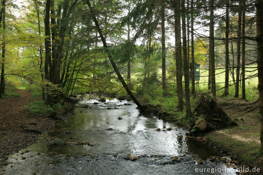 Detailansicht von Vichtbach beim Matthiasweg in der Nähe von Rott (Roetgen)