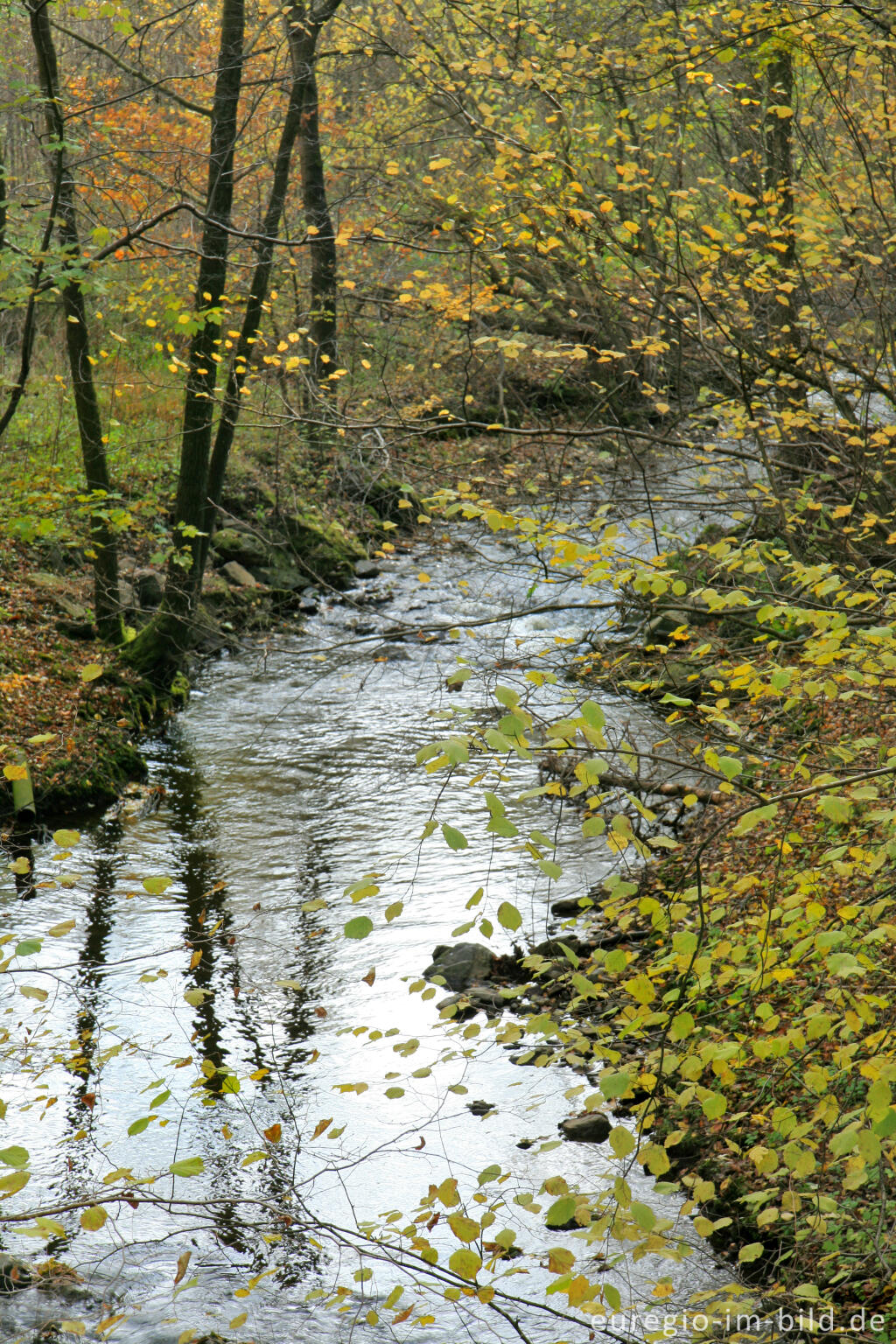 Detailansicht von Vichtbach zwischen Rott und Roetgen