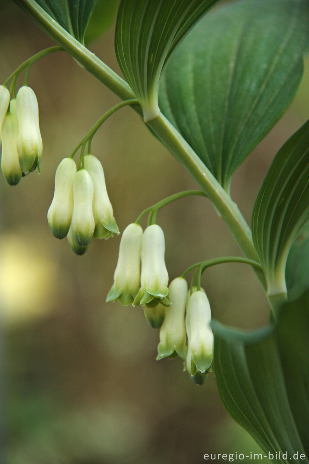 Detailansicht von Vielblütige Weißwurz (Polygonatum multiflorum), Detail