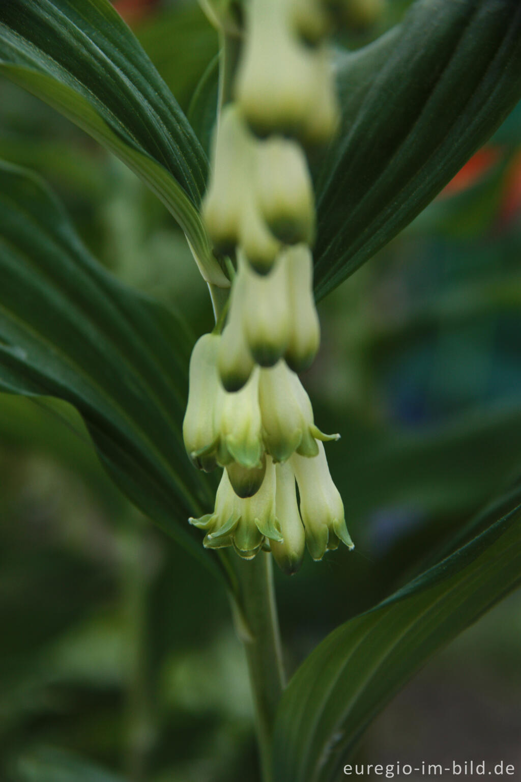 Detailansicht von Vielblütige Weißwurz (Polygonatum multiflorum), Detail