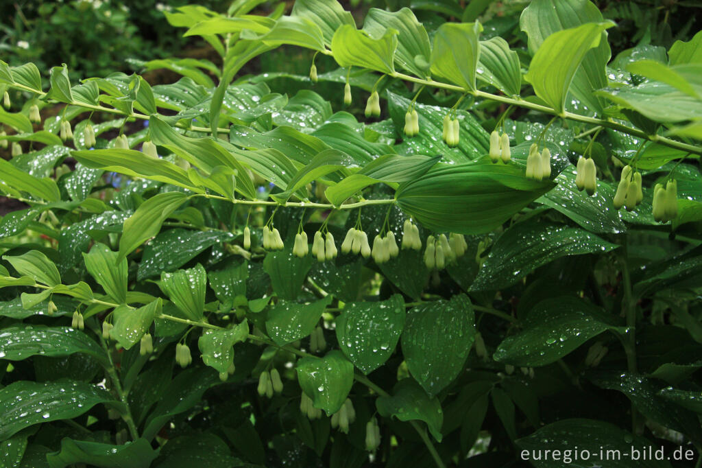 Detailansicht von Vielblütige Weißwurz (Polygonatum multiflorum) mit Regentropfen