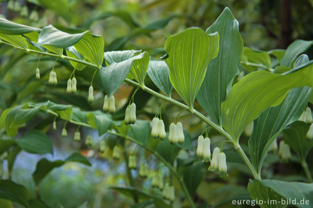 Detailansicht von Vielblütige Weißwurz (Polygonatum multiflorum)