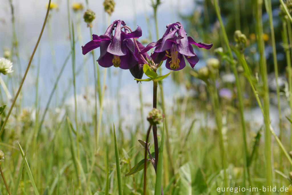 Detailansicht von Violette Akelei, Aquilegia vulgaris