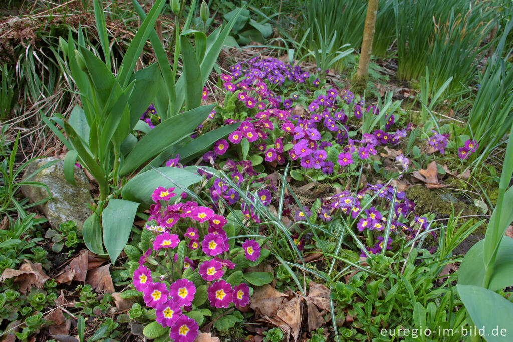 Detailansicht von Violette Kissenprimel, Primula Juliae-Hybride