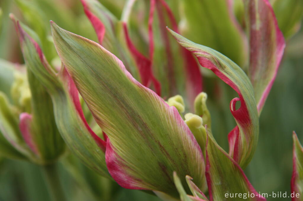 Detailansicht von Viridiflora Red im Hortus Bulborum