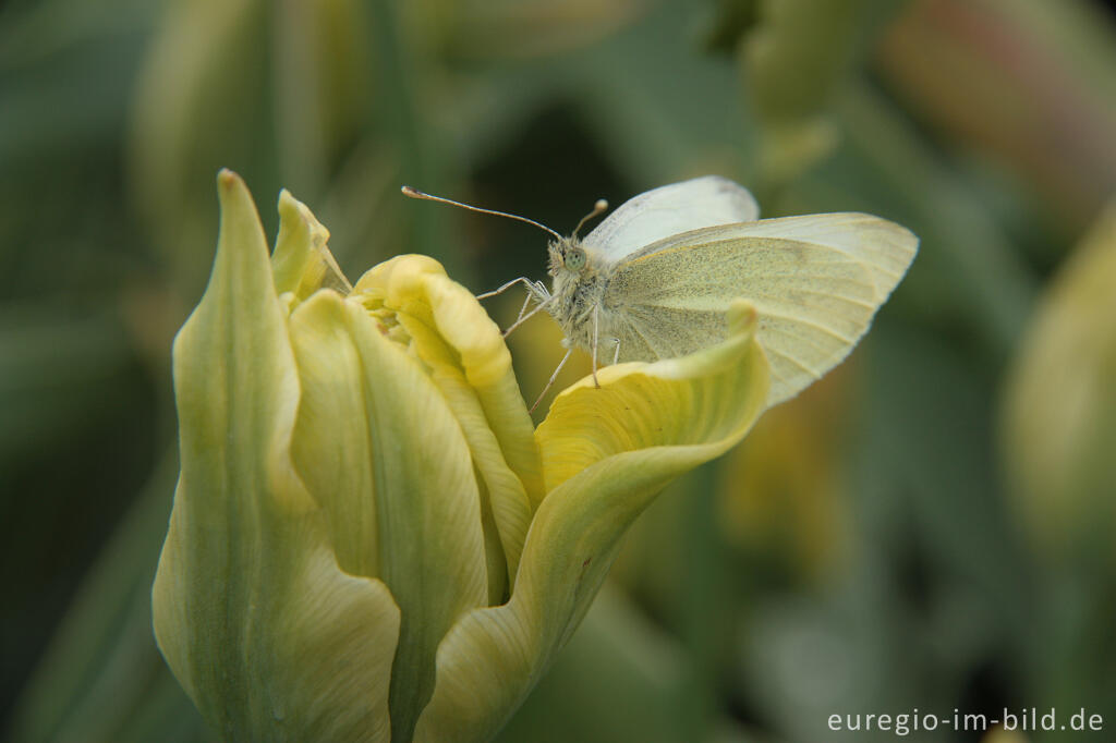 Viridifloratulpe mit Schmetterling im Hortus Bulborum