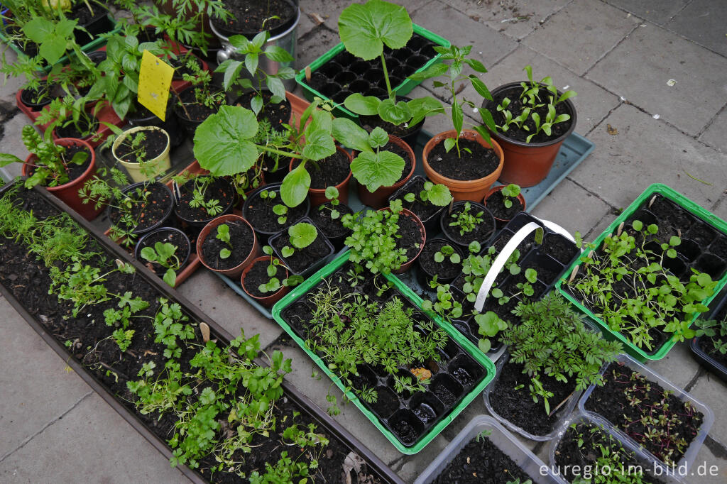 Detailansicht von Vorgezogene Gemüsepflanzen, Kräuter und Gartenblumen