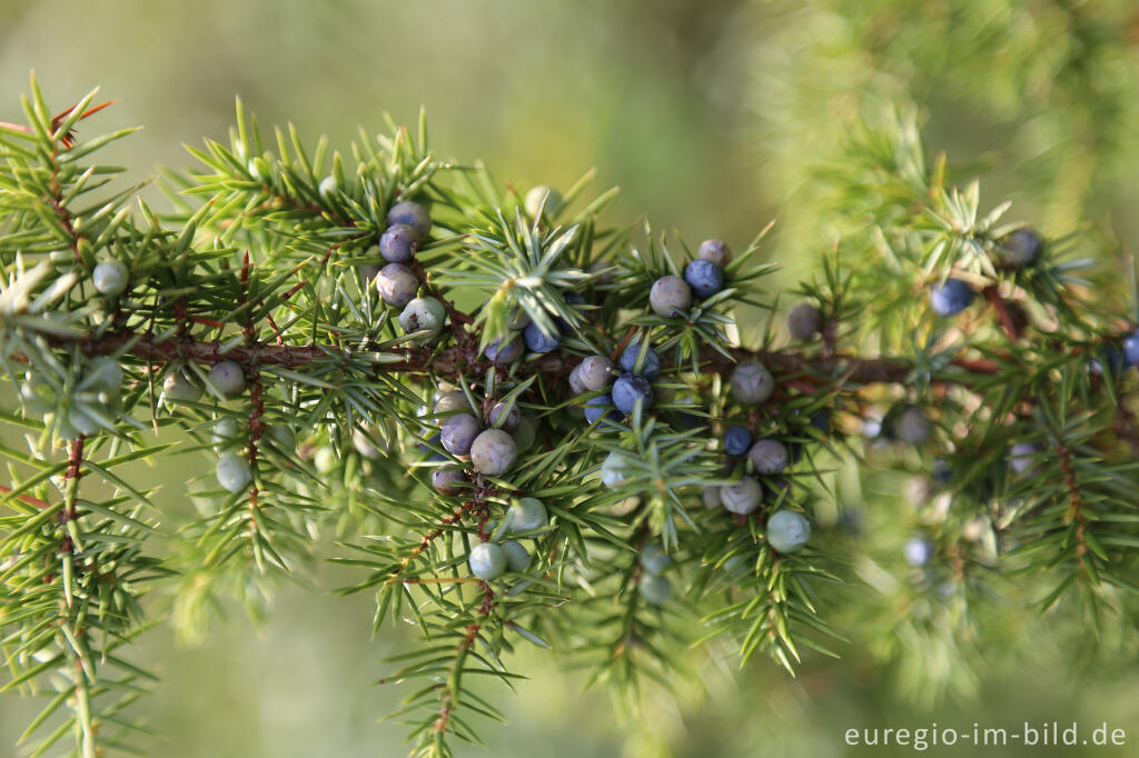 Wacholderbeeren