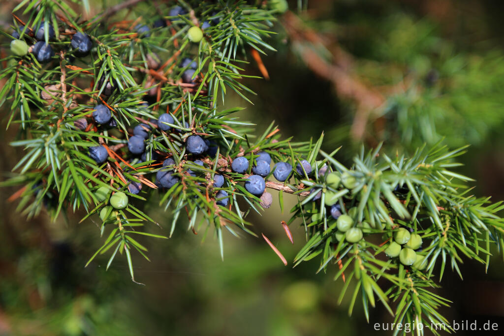 Detailansicht von Wacholderbeeren