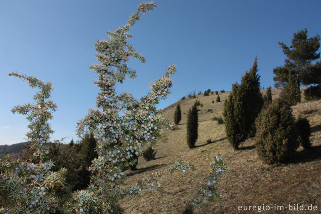 Detailansicht von Wacholderheide - das Naturschutzgebiet Lampertstal bei Alendorf, Gemeinde Blankenheim