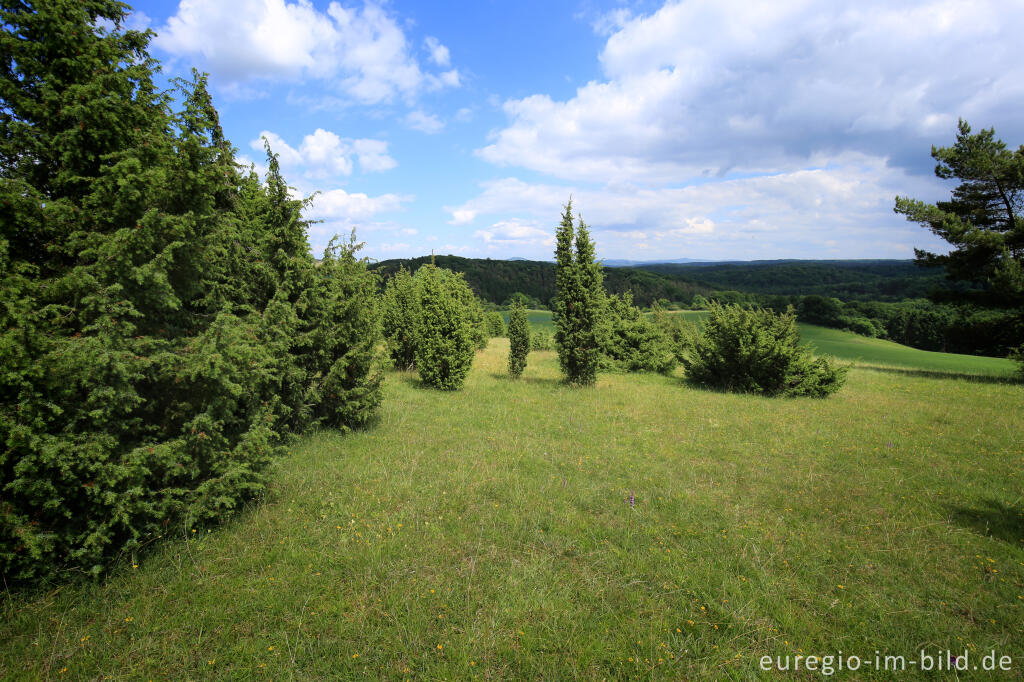 Detailansicht von Wacholderheide - das Naturschutzgebiet Lampertstal bei Alendorf, Gemeinde Blankenheim