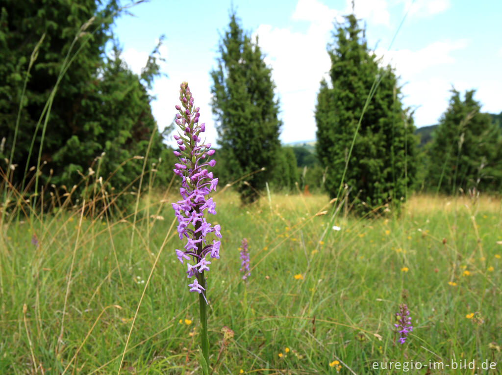 Detailansicht von Wacholderheide - das Naturschutzgebiet Lampertstal bei Alendorf, Gemeinde Blankenheim