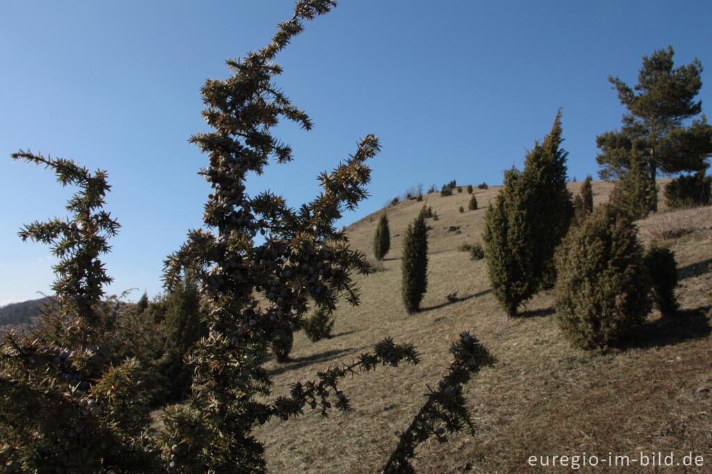 Detailansicht von Wacholderheide - das Naturschutzgebiet Lampertstal bei Alendorf, Gemeinde Blankenheim